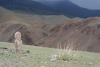 Mongolie : appel  volontaires pour des fouilles en aot et septembre 2017